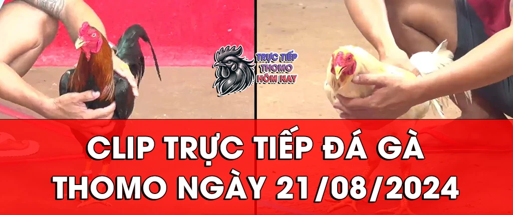 clip trực tiếp đá gà thomon ngày 21/08/2024