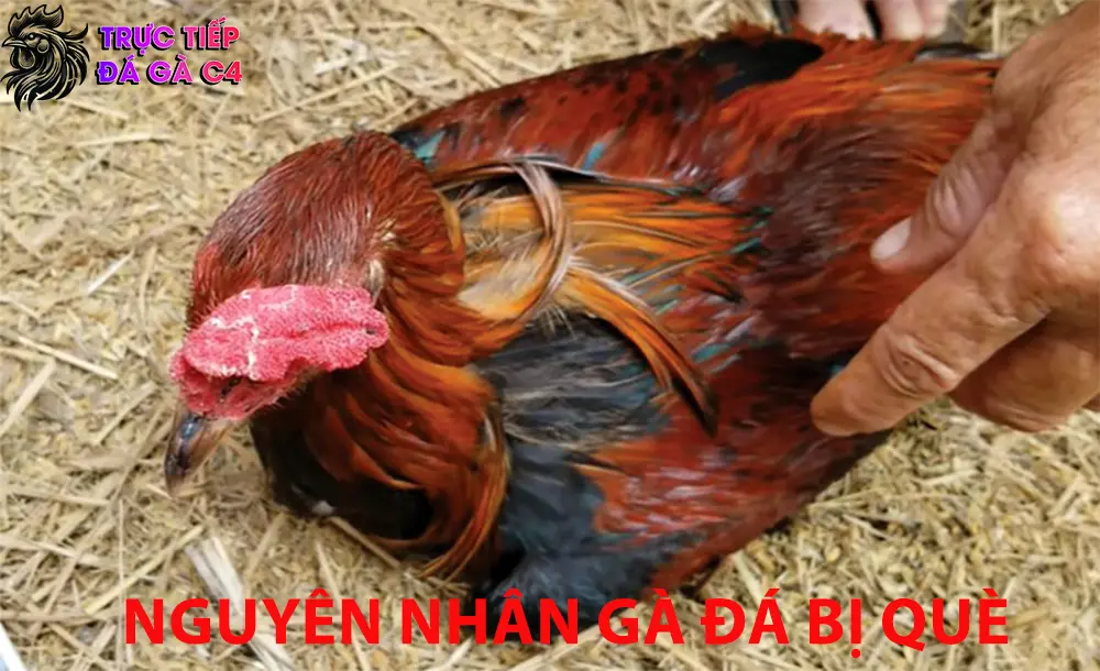 Nguyên nhân gà đá bị què