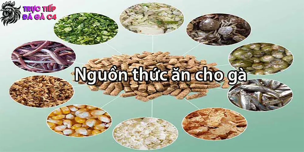 Thức ăn dinh dưỡng tốt cho gà đá