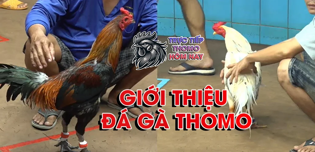 Giới thiệu đá gà thomohomnay