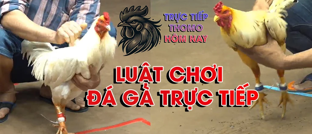 Luật chơi đá gà trực tiếp thomohomnay