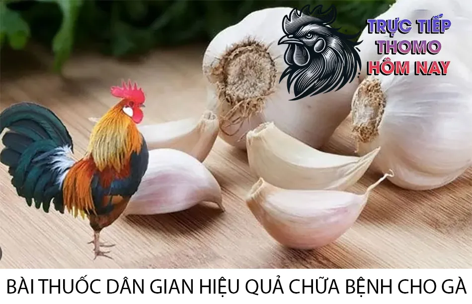 Các bài thuốc dân gian hiệu quả chữa bệnh cho gà TRUCTIEPTHOMOHOMNAY