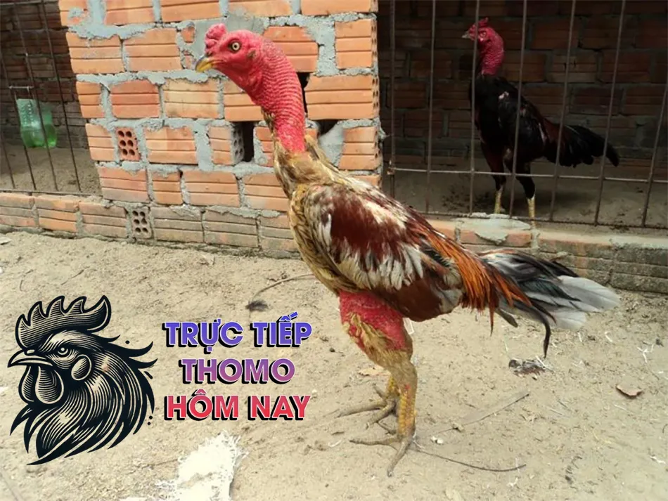 Một số biện pháp phòng ngừa giun sán cho gà chọi TRUCTIEPTHOMOHOMNAY