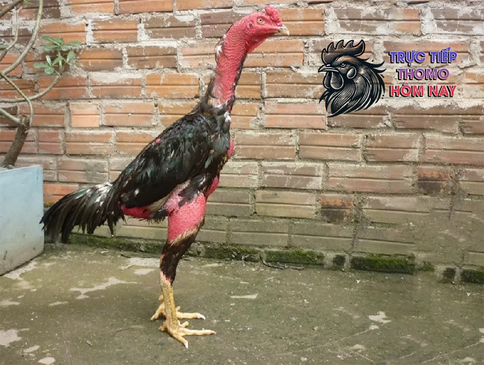 Một số các bệnh thường gặp ở gà chọi Bình Định và cách phòng trị TRUCTIEPTHOMOHOMNAY
