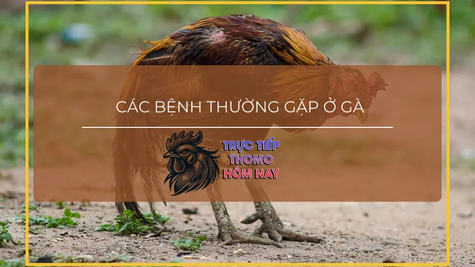 Một số các bệnh thường gặp ở gà và nguyên nhân TRUCTIEPTHOMOHOMNAY
