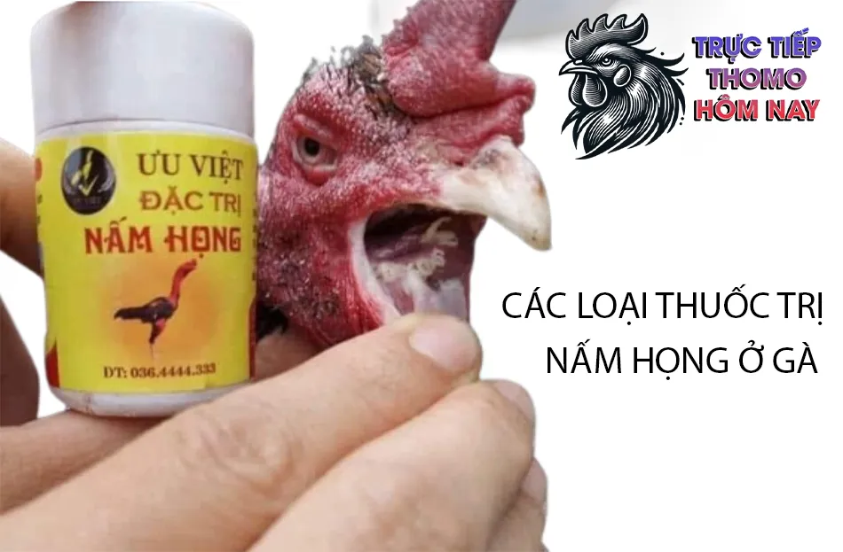 Một số các loại thuốc trị nấm họng cho gà phổ biến TRUCTIEPTHOMOHOMNAY