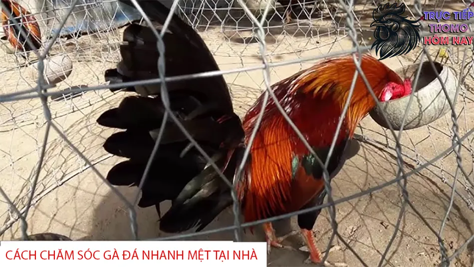 Hướng Dẫn Cách Chăm Sóc Gà Đá Nhanh Bị Mệt Tại Nhà TRUCTIEPTHOMOHOMNAY