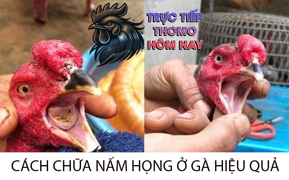 Hướng dẫn cách chữa nấm họng cho gà tại nhà hiệu quả TRUCTIEPTHOMOHOMNAY