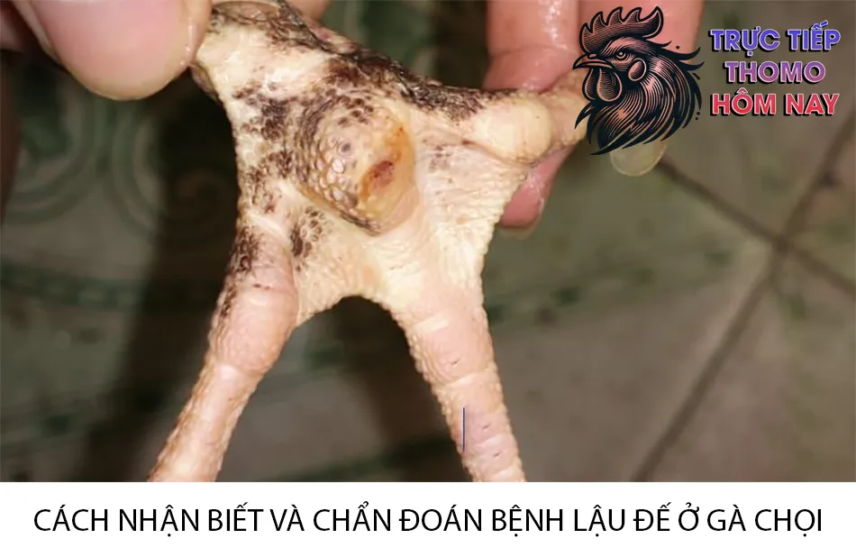 Các cách nhận biết và chẩn đoán bệnh lậu đế ở gà chọi TRUCTIEPTHOMOHOMNAY