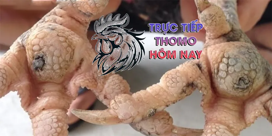 Hướng dẫn cách phòng ngừa bệnh lậu đế cho gà chọi TRUCTIEPTHOMOHOMNAY