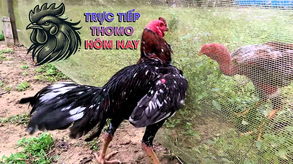 Cách chăm sóc gà sau khi vần TRUCTIEPTHOMOHOMNAY