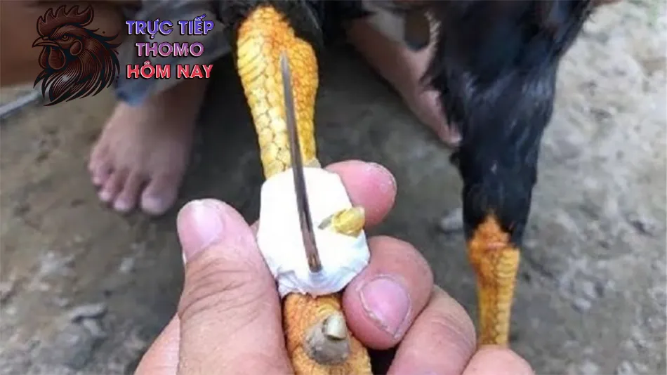 Cách chăm sóc vết băng và phòng ngừa nhiễm trùng TRUCTIEPTHOMOHOMNAY