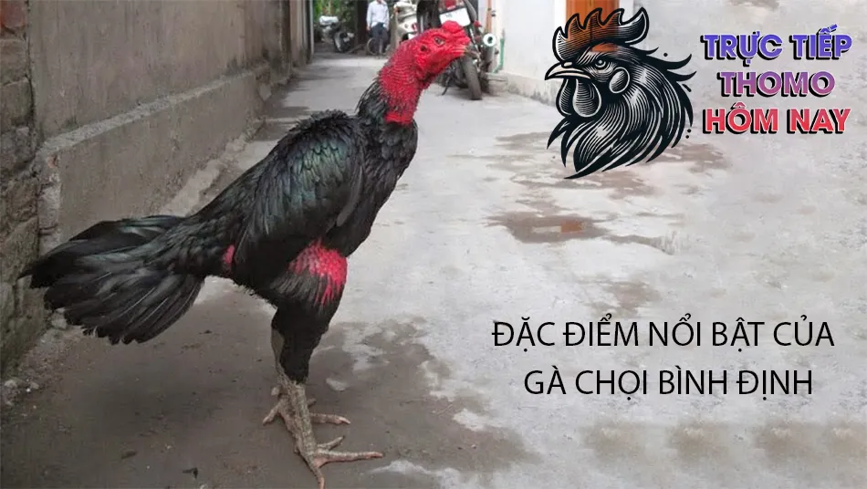 Những đặc điểm nổi bật của gà chọi Bình Định TRUCTIEPTHOMOHOMNAY