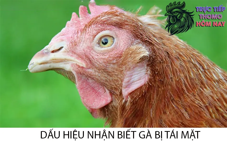 Các dấu hiệu nhận biết gà bị tái mặt TRUCTIEPTHOMOHOMNAY