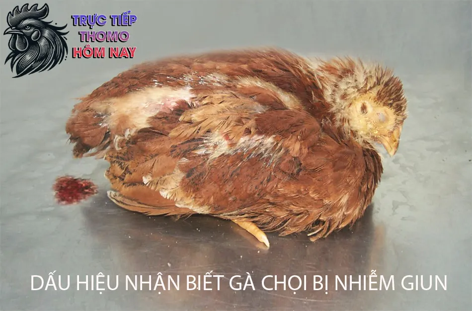 Các dấu hiệu nhận biết gà chọi bị nhiễm giun TRUCTIEPTHOMOHOMNAY