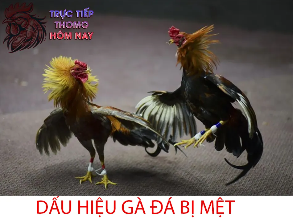 Cách Nhận Biết Dấu Hiệu Gà Đá Bị Mệt TRUCTIEPTHOMOHOMNAY