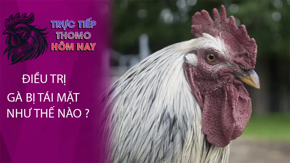 Cách điều trị gà bị tái mặt như thế nào? TRUCTIEPTHOMOHOMNAY