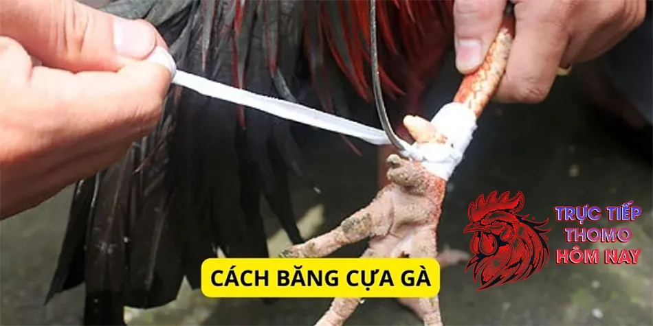 Cách hướng dẫn chi tiết cách băng cựa gà từng bước TRUCTIEPTHOMOHOMNAY