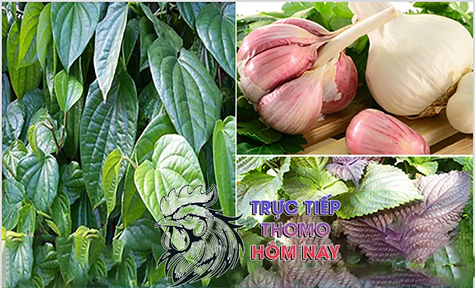 Những cách kết hợp thuốc nam với phương pháp điều trị hiện đại TRUCTIEPTHOMOHOMNAY