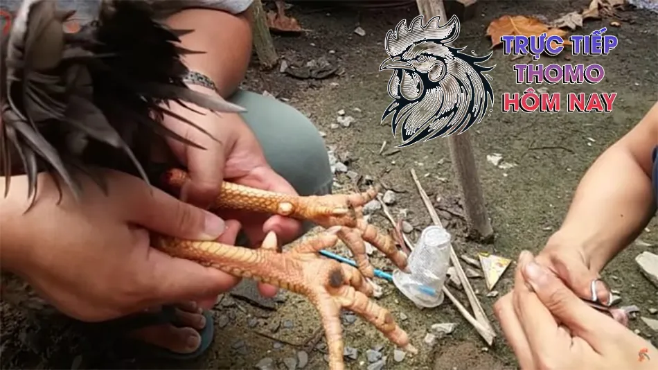 Một số kinh nghiệm điều trị bệnh lậu đế của các nhà chăn nuôi TRUCTIEPTHOMOHOMNAY
