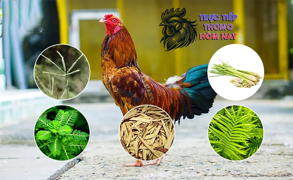 Những lưu ý khi sử dụng bài thuốc dân gian chữa bệnh cho gà TRUCTIEPTHOMOHOMNAY