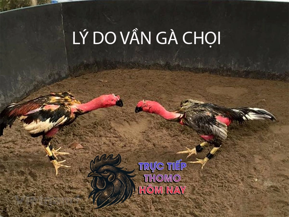 Một số lí do vần gà chọi và những lợi ích bạn có thể đạt được TRUCTIEPTHOMOHOMNAY
