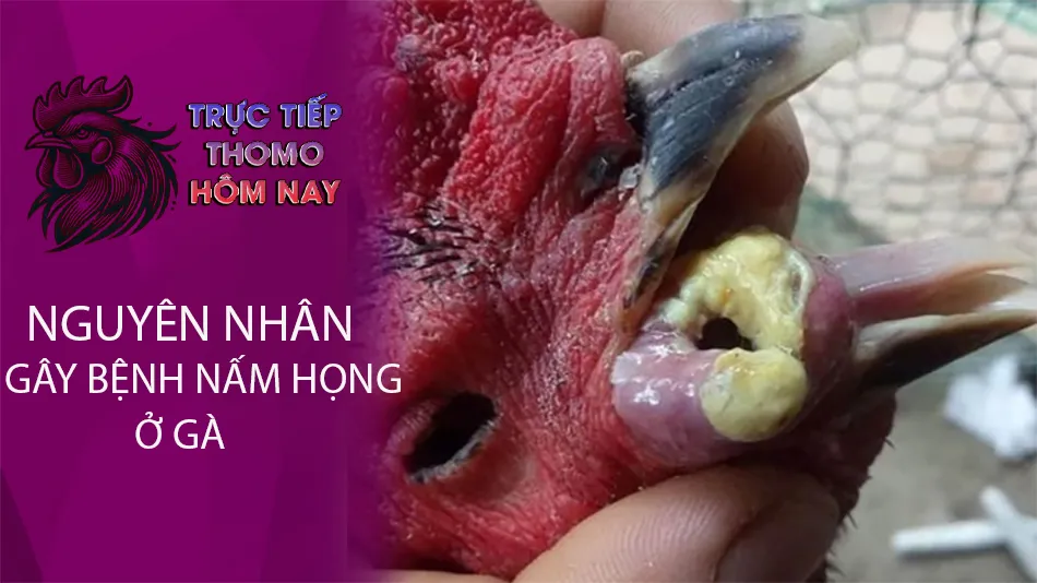 Một số nguyên nhân gây bệnh nấm họng ở gà TRUCTIEPTHOMOHOMNAY
