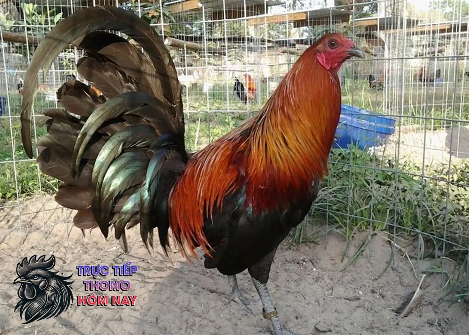 Biện Pháp Phòng Ngừa Gà Đá Nhanh Bị Mệt Hiệu Quả TRUCTIEPTHOMOHOMNAY