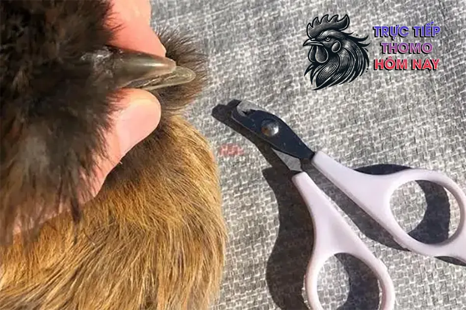 Hướng dẫn quy trình cắt mỏ cho gà đơn giản tại nhà TRUCTIEPTHOMOHOMNAY