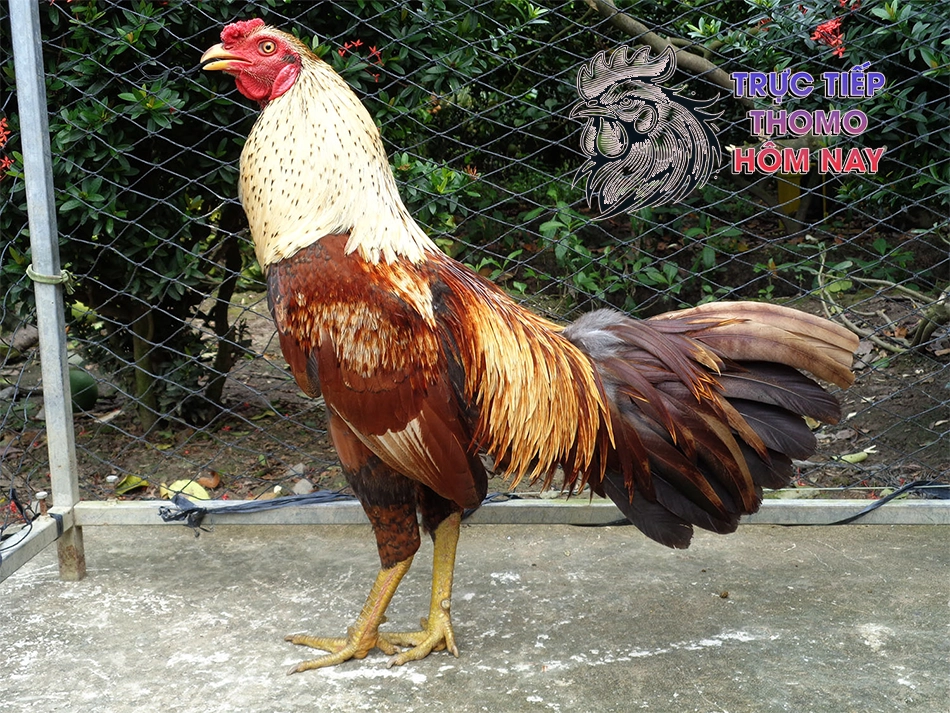 Sức khỏe là yếu tố quyết định khi chọn gà chọi hay TRUCTIEPTHOMOHOMNAY