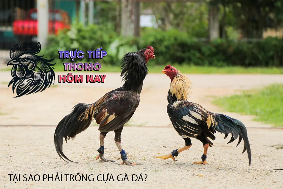 Lý do tại sao phải trồng cựa gà đá? TRUCTIEPTHOMOHOMNAY