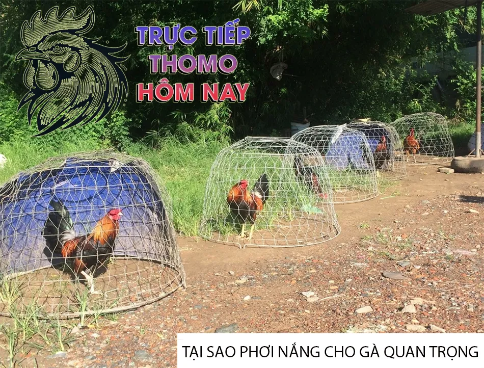 Lý do tại sao phơi nắng lại quan trọng đối với gà? TRUCTIEPTHOMOHOMNAY