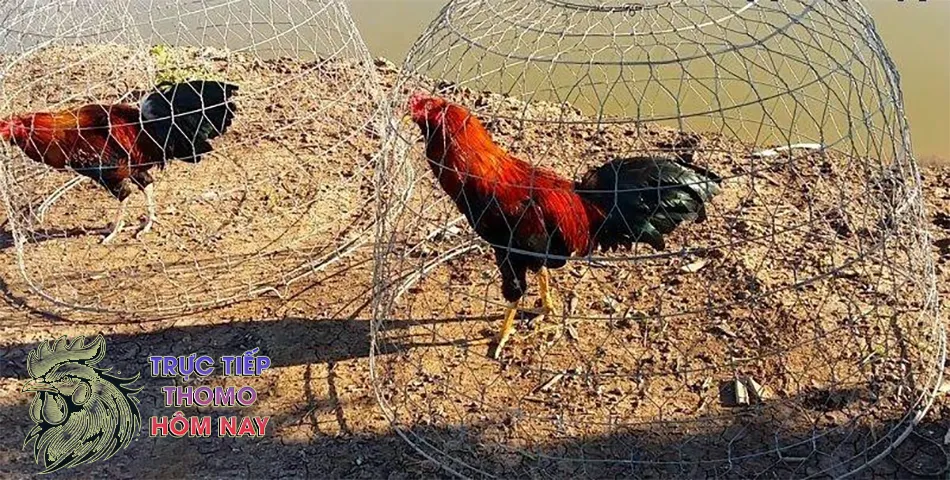 Những thời điểm và cách phơi nắng phù hợp TRUCTIEPTHOMOHOMNAY