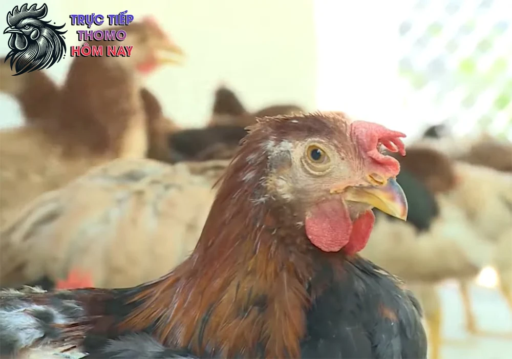 Bệnh ORT ở gà chọi là một loại bệnh hô hấp.