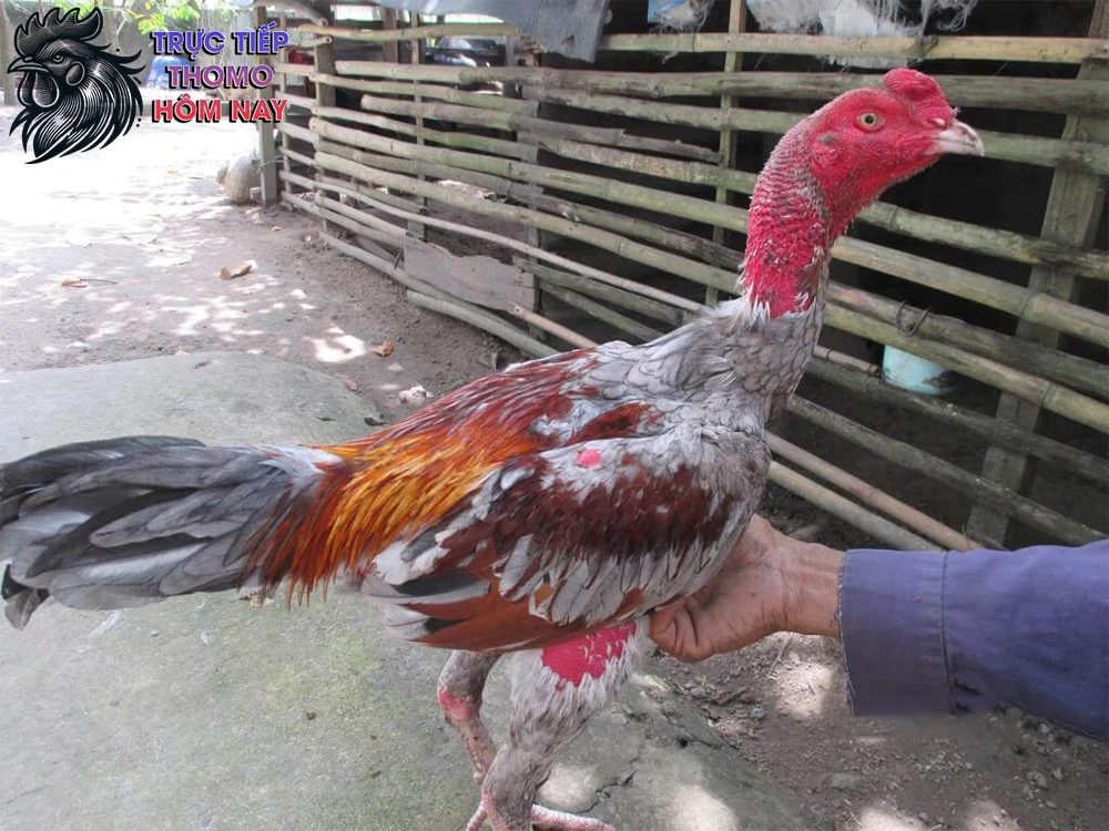 Tạo sự tiếp xúc thường xuyên với con người.