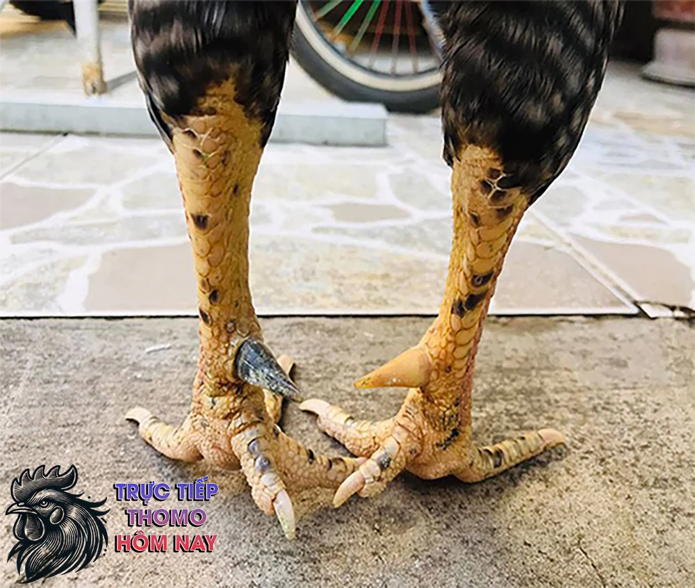 Có nhiều giống gà chọi chân vàng.