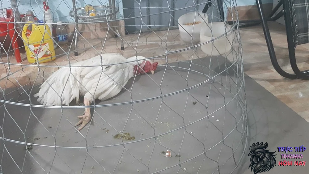 Nằm nghiêng với một chân duỗi ra và cánh mở rộng.