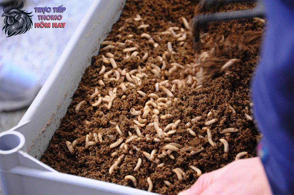 Ruồi lính đen nên được kết hợp với lúa, ngô, rau củ.