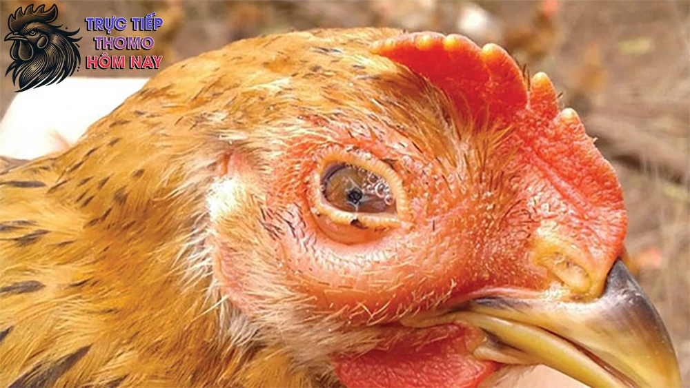 Gà thường chảy nước mắt, nước mũi, ho, và có dấu hiệu sốt cao.