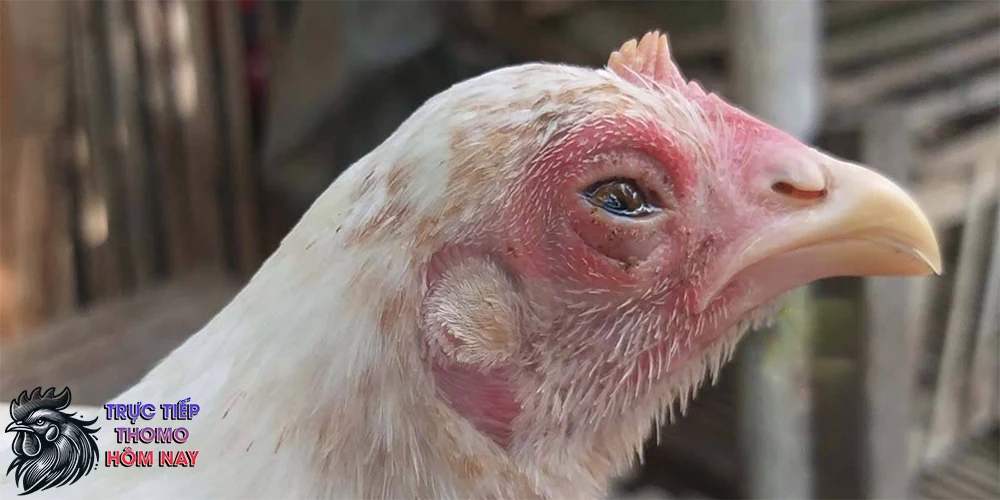 Chảy nước mắt liên tục và mắt đỏ.