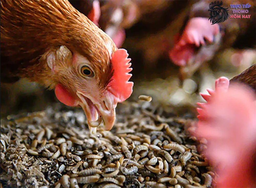 Gà chọi ăn ruồi lính đen mang lại nhiều giá trị dinh dưỡng.