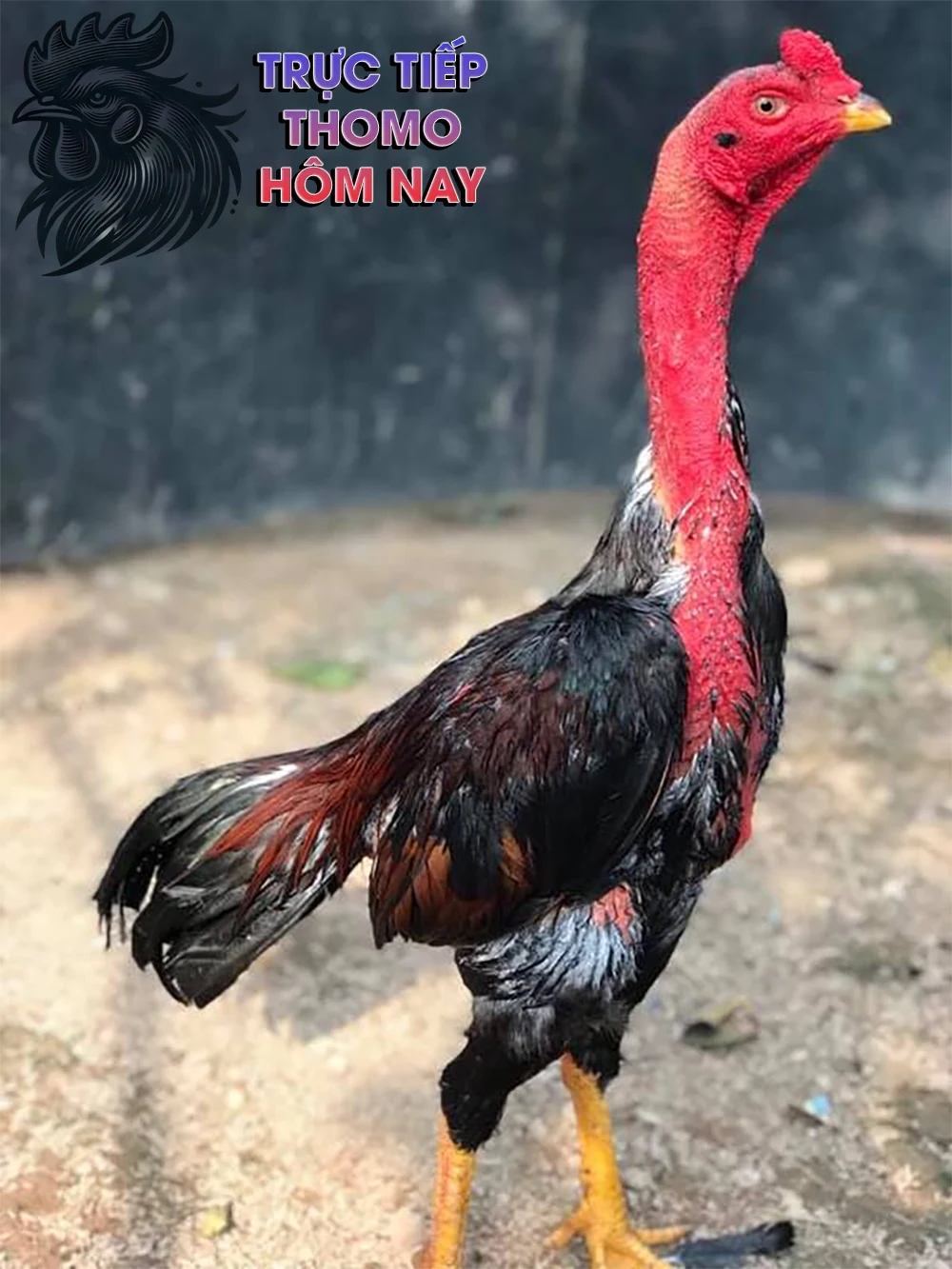 Giá của gà chọi chân vàng có sự chênh lệch lớn