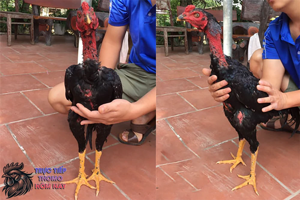 Gà chọi chân vàng là một trong những giống gà chiến.