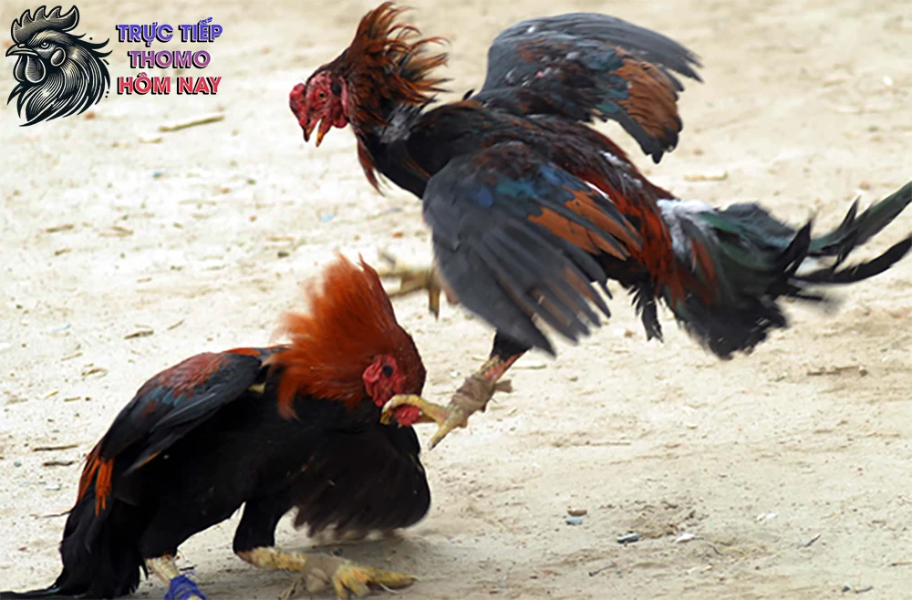 Khả năng đánh bại đối thủ chỉ trong vài cú đá.