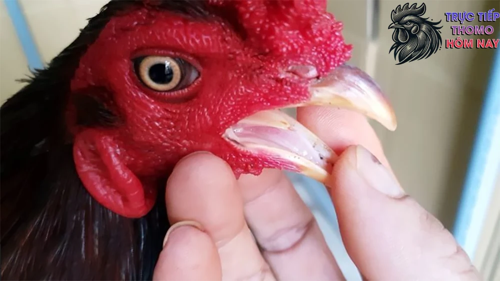 Gà có lưỡi đen được coi là thần kê.