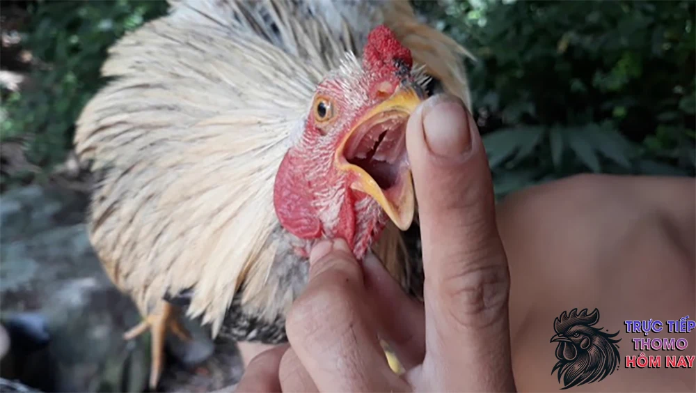 Gà chọi không có lưỡi được coi là một loại thần kê.