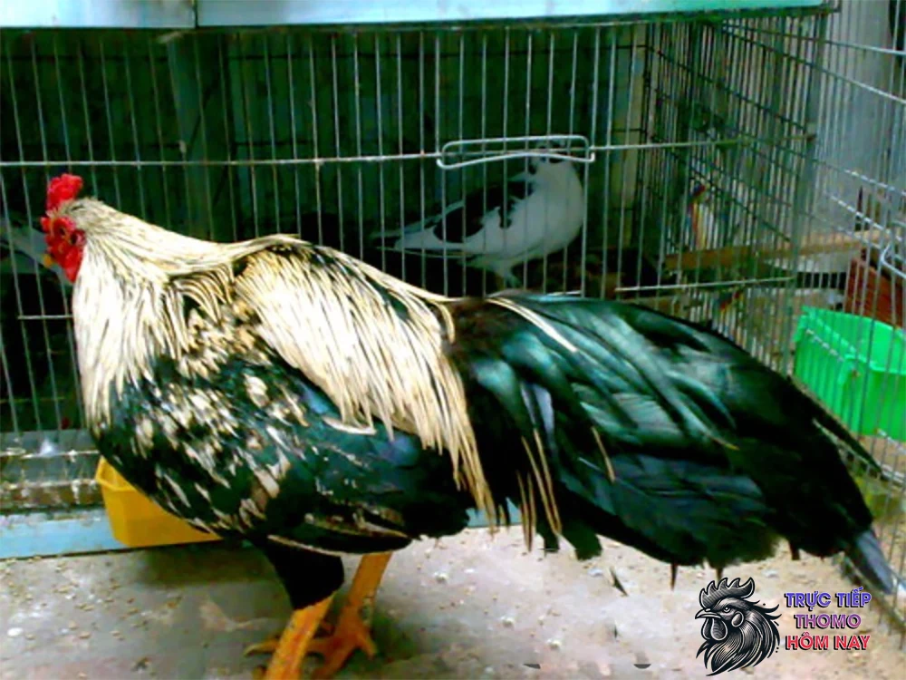 Tránh đòn và ra đòn nhanh chóng.