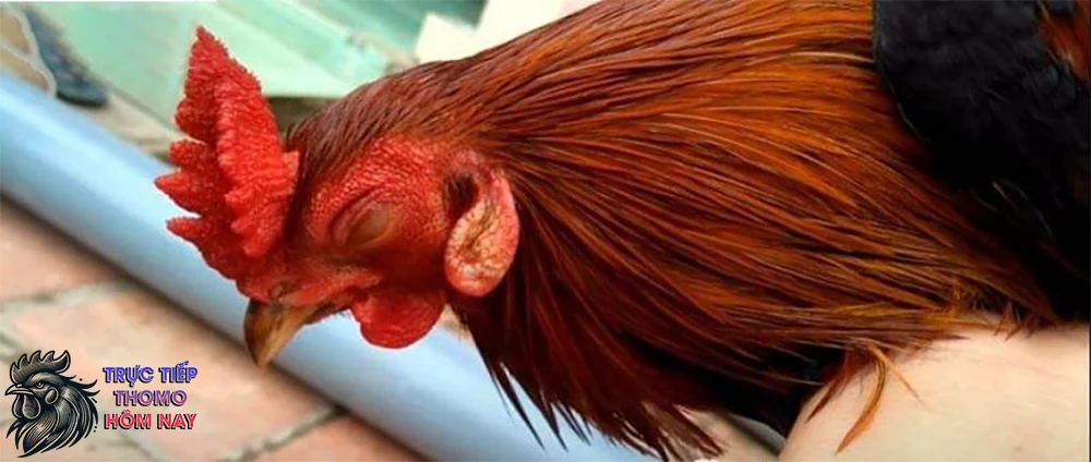 Gà ngủ ngày có thể do chúng đang mệt mỏi.