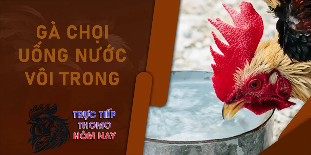 Nước vôi trong là một dung dịch phổ biến trong chăm sóc gà chọi.