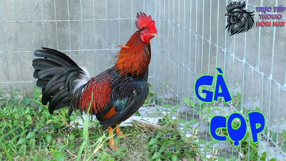 Những con gà có sức mạnh phi thường.